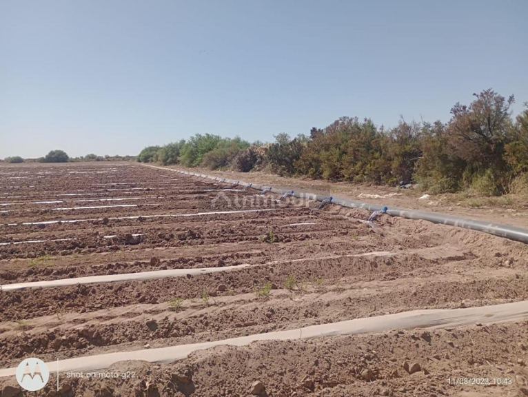 Finca en Venta en Lavalle, Mendoza