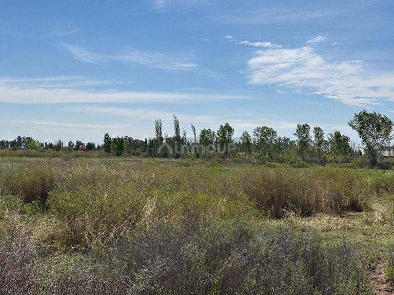 Bodega en Venta en Lavalle, Mendoza