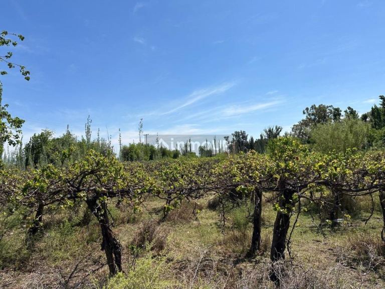 Bodega en Venta en Lavalle, Mendoza