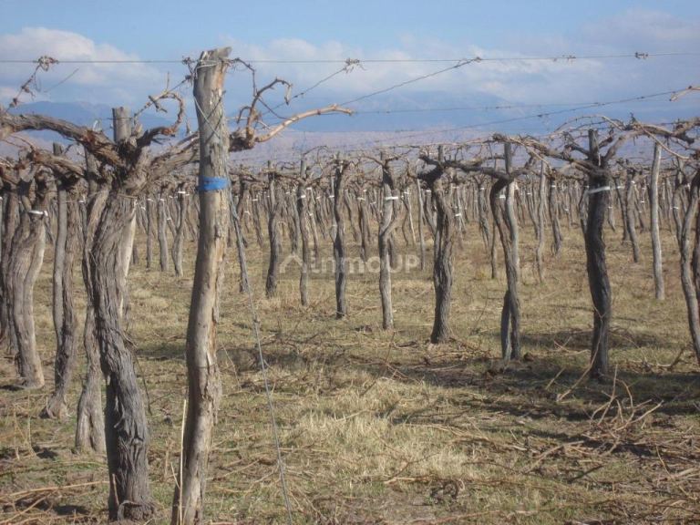 Bodega en Venta en Lavalle, Mendoza