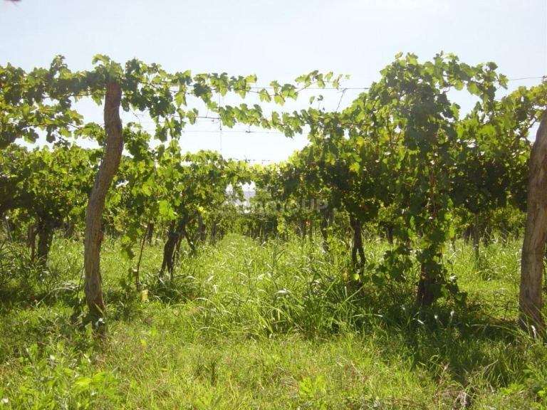 Bodega en Venta en Lavalle, Mendoza