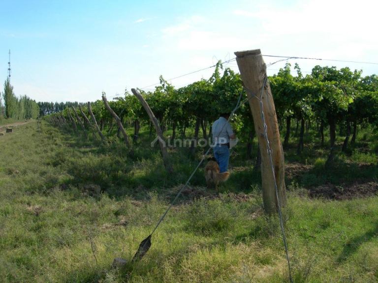 Bodega en Venta en Lavalle, Mendoza