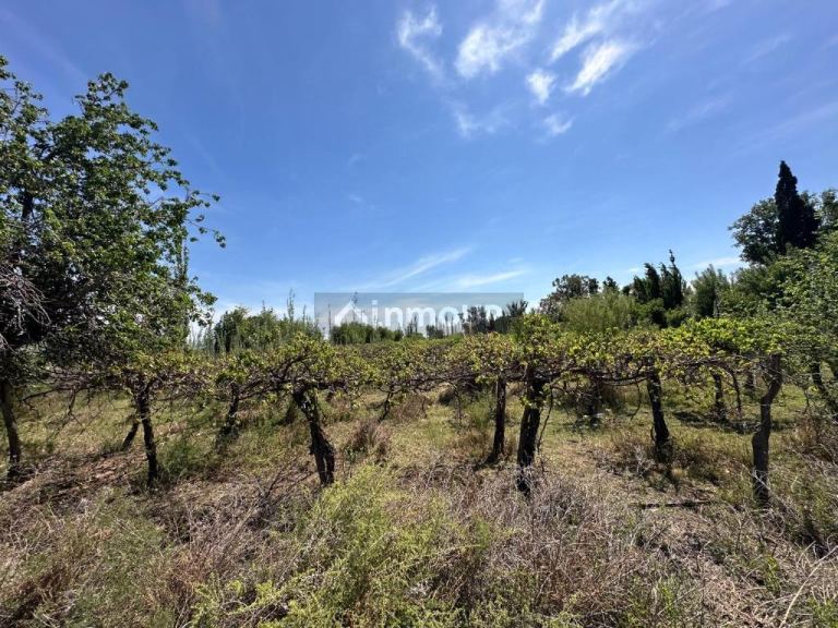 Bodega en Venta en Lavalle, Mendoza