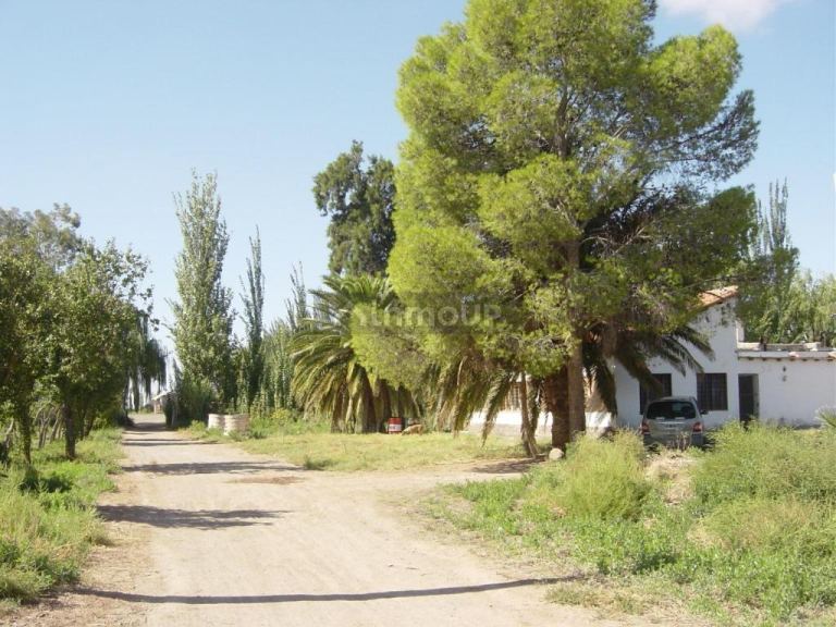 Bodega en Venta en Lavalle, Mendoza