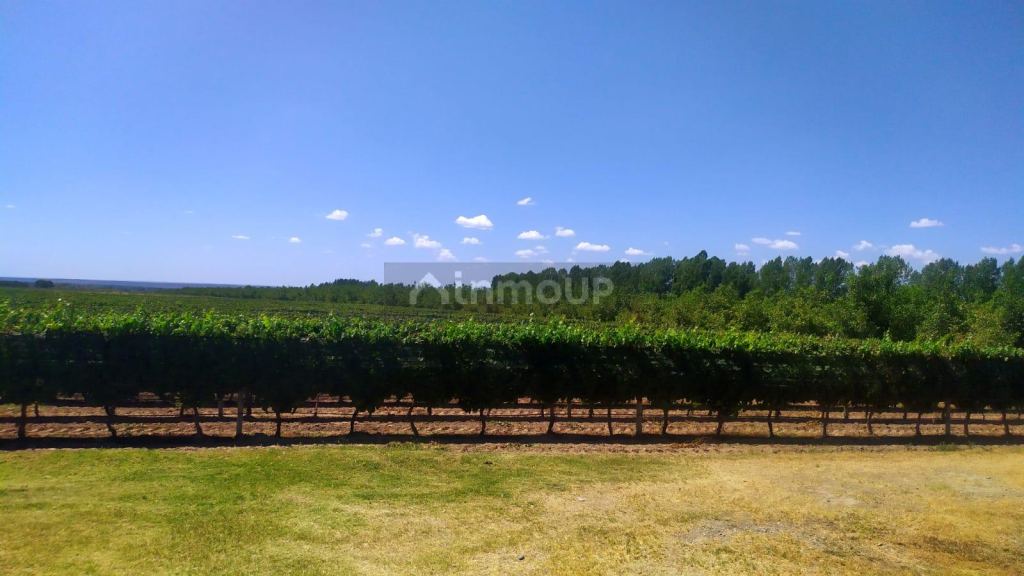 Finca en Venta en Tunuyan, Mendoza