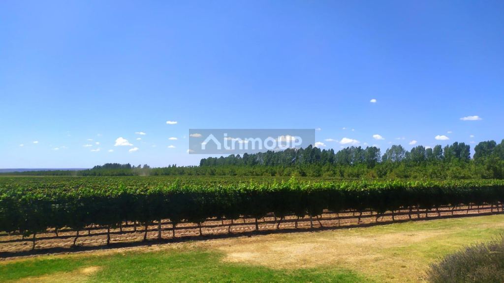 Finca en Venta en Tunuyan, Mendoza