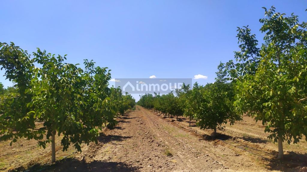 Finca en Venta en Tunuyan, Mendoza
