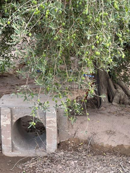 Finca en Venta en Lavalle, Mendoza
