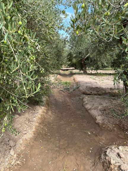 Finca en Venta en Lavalle, Mendoza