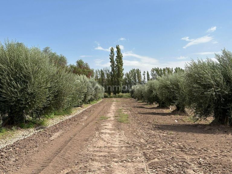 Finca en Venta en Lavalle, Mendoza