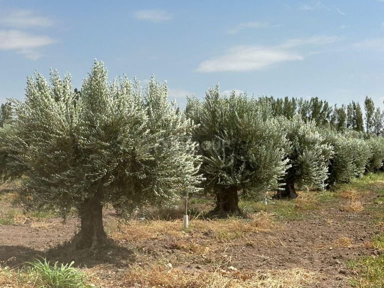 Finca en Venta en Lavalle, Mendoza
