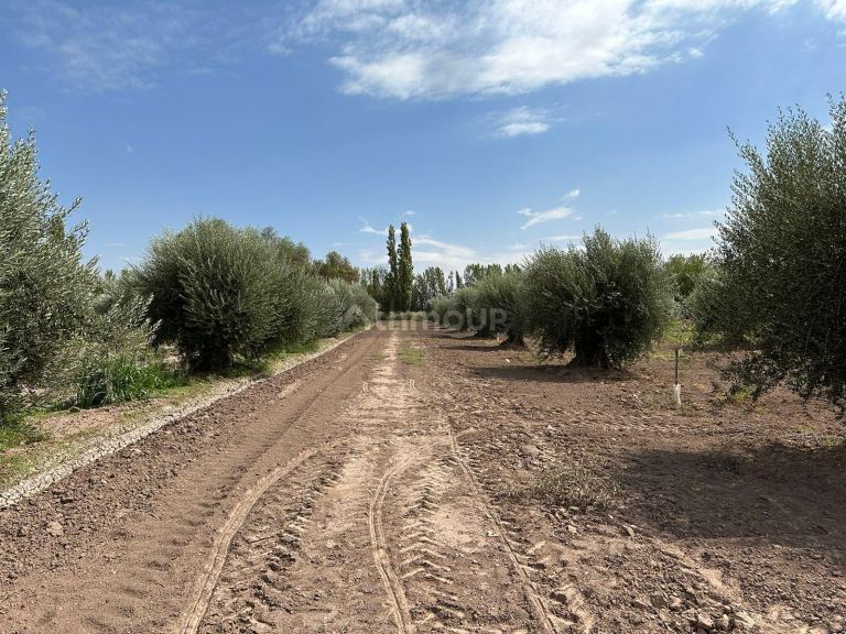 Finca en Venta en Lavalle, Mendoza