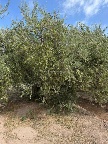 Finca en Venta en Lavalle, Mendoza