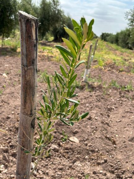 Finca en Venta en Lavalle, Mendoza