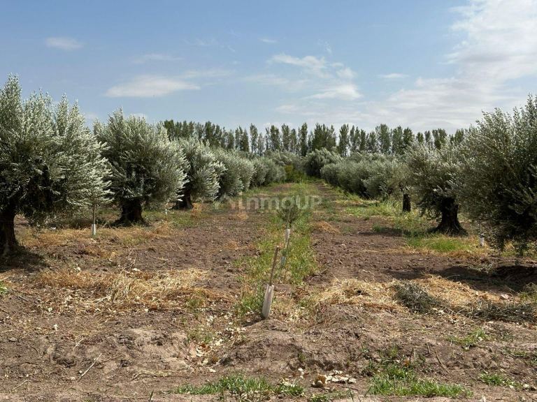 Finca en Venta en Lavalle, Mendoza