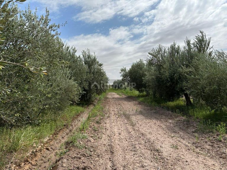 Finca en Venta en Lavalle, Mendoza