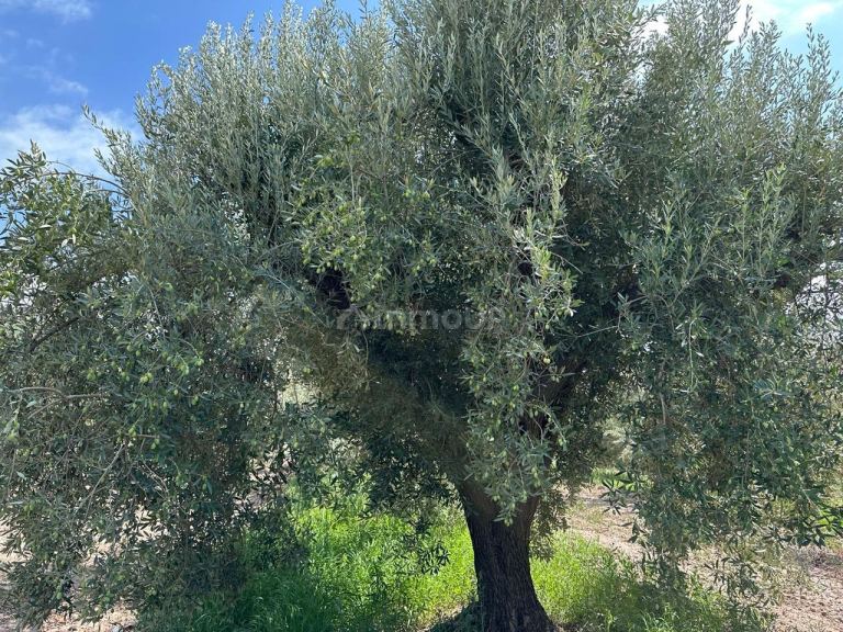 Finca en Venta en Lavalle, Mendoza
