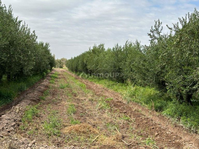 Finca en Venta en Lavalle, Mendoza