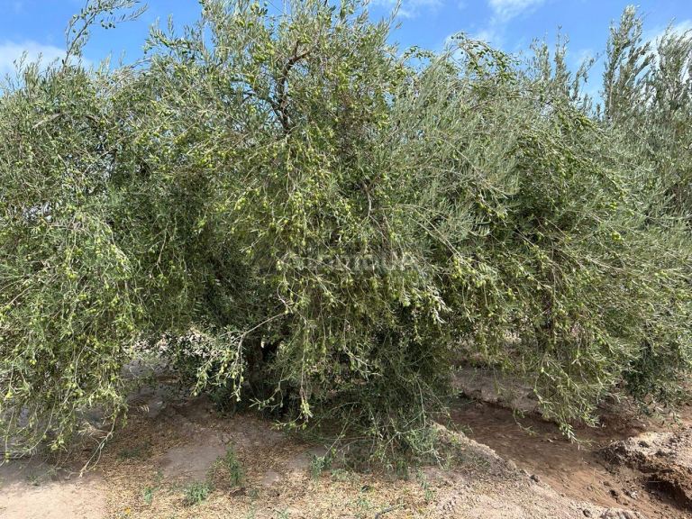 Finca en Venta en Lavalle, Mendoza