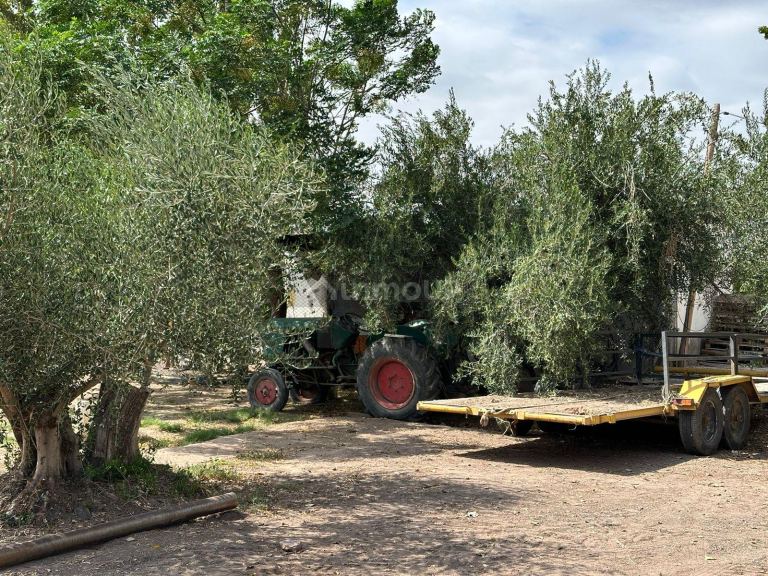 Finca en Venta en Lavalle, Mendoza