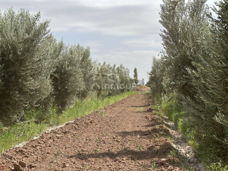 Finca en Venta en Lavalle, Mendoza