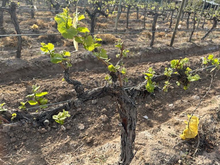 Finca en Venta en Las Heras, Mendoza