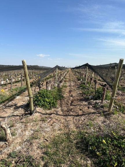 Finca en Venta en Las Heras, Mendoza