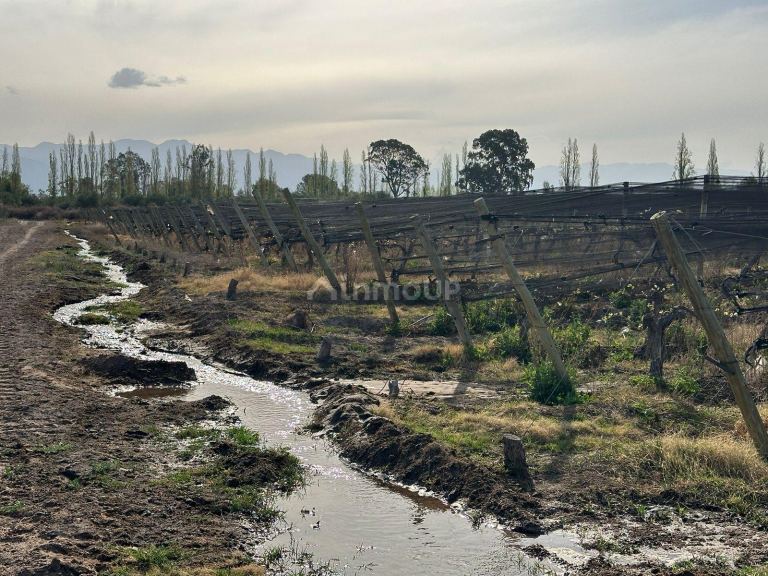 Finca en Venta en Las Heras, Mendoza
