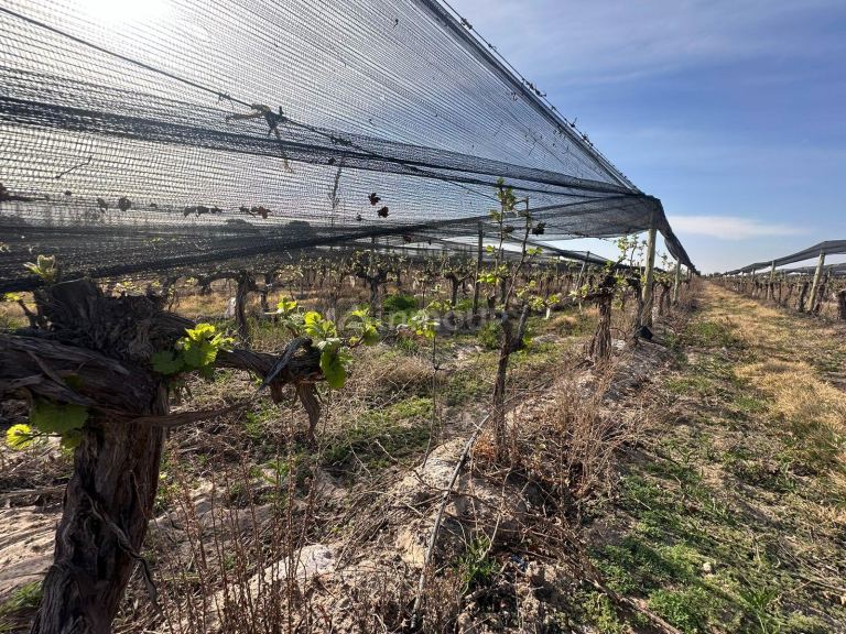 Finca en Venta en Las Heras, Mendoza