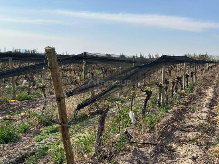 Finca en Venta en Las Heras, Mendoza