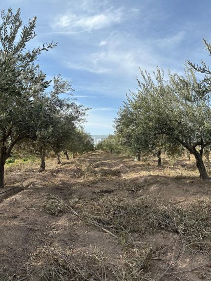 Finca en Venta en Las Heras, Mendoza