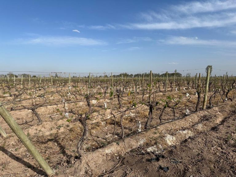 Finca en Venta en Las Heras, Mendoza