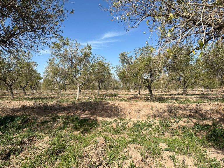 Finca en Venta en Las Heras, Mendoza