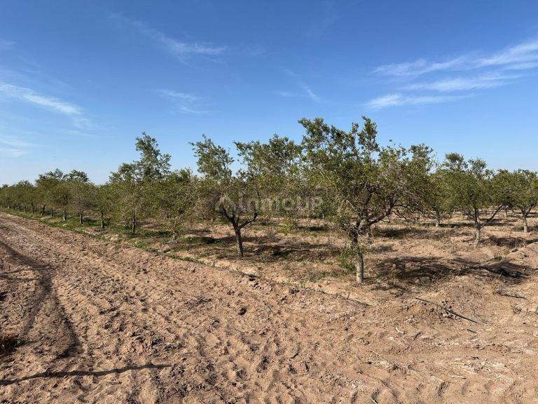 Finca en Venta en Las Heras, Mendoza