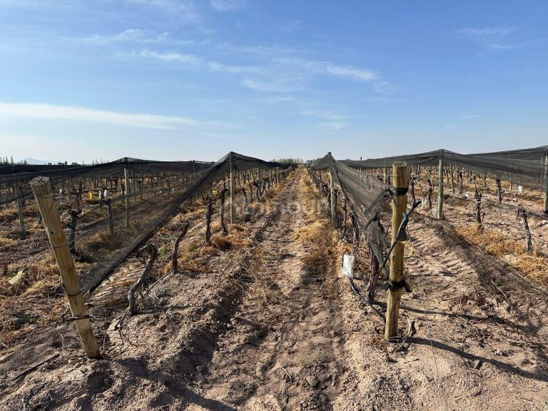 Finca en Venta en Las Heras, Mendoza