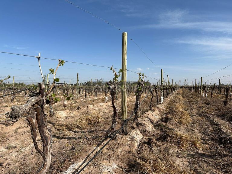 Finca en Venta en Las Heras, Mendoza