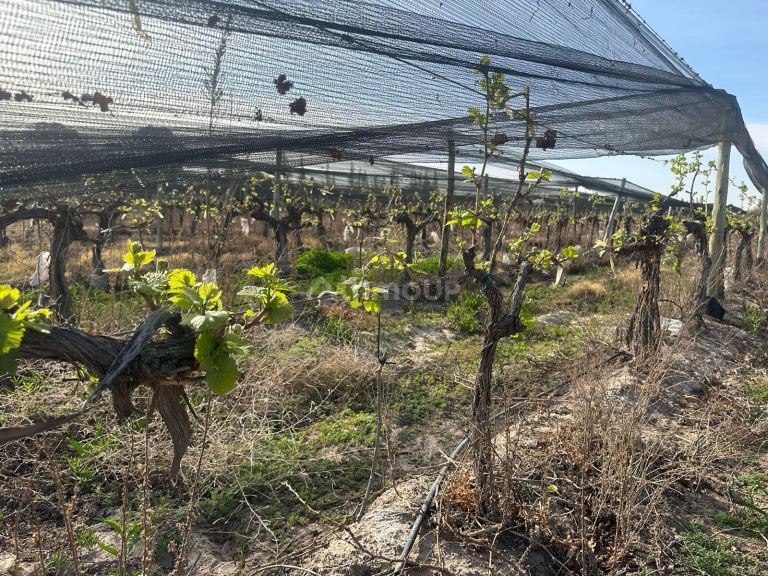 Finca en Venta en Las Heras, Mendoza