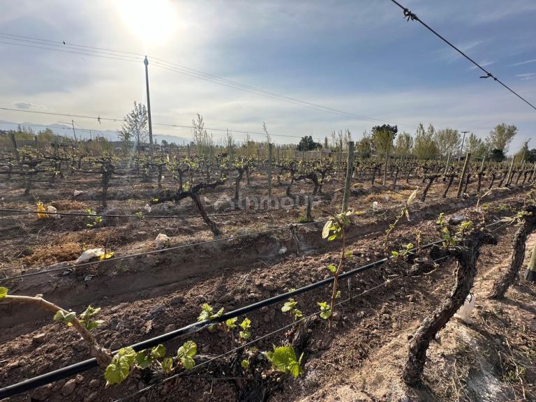 Finca en Venta en Las Heras, Mendoza