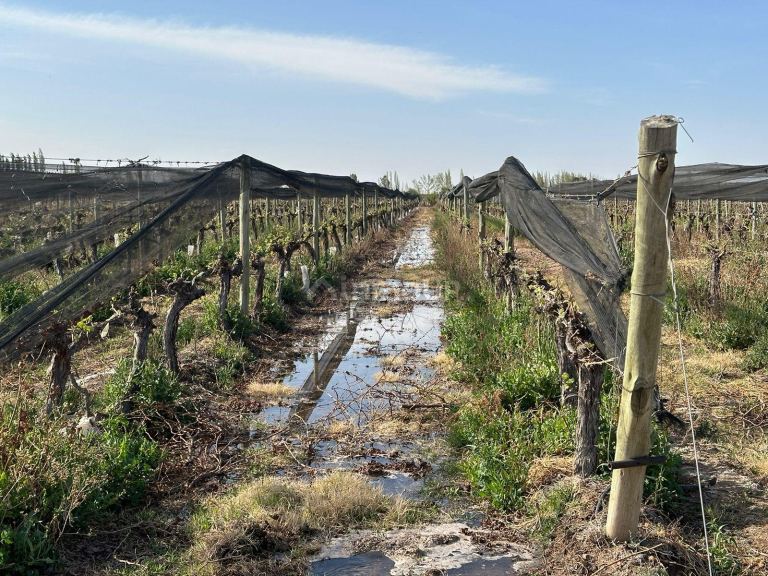 Finca en Venta en Las Heras, Mendoza