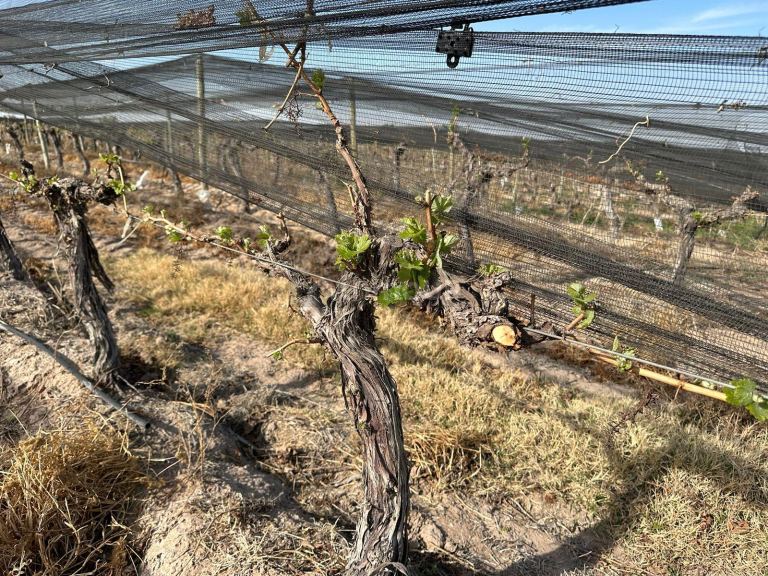 Finca en Venta en Las Heras, Mendoza