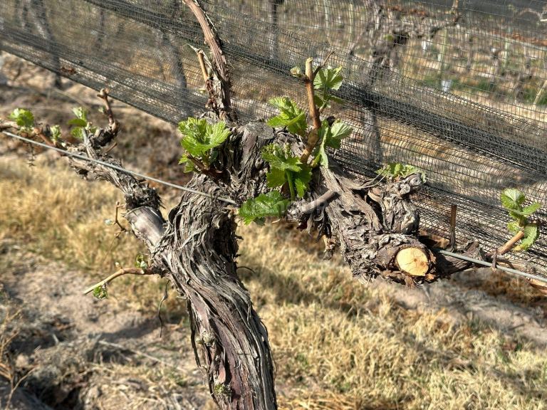 Finca en Venta en Las Heras, Mendoza
