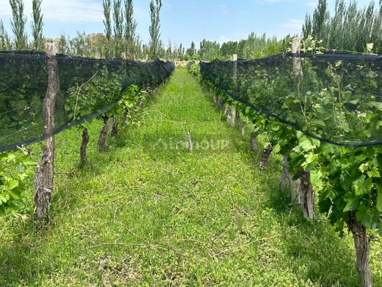 Finca en Venta en Lavalle, Mendoza