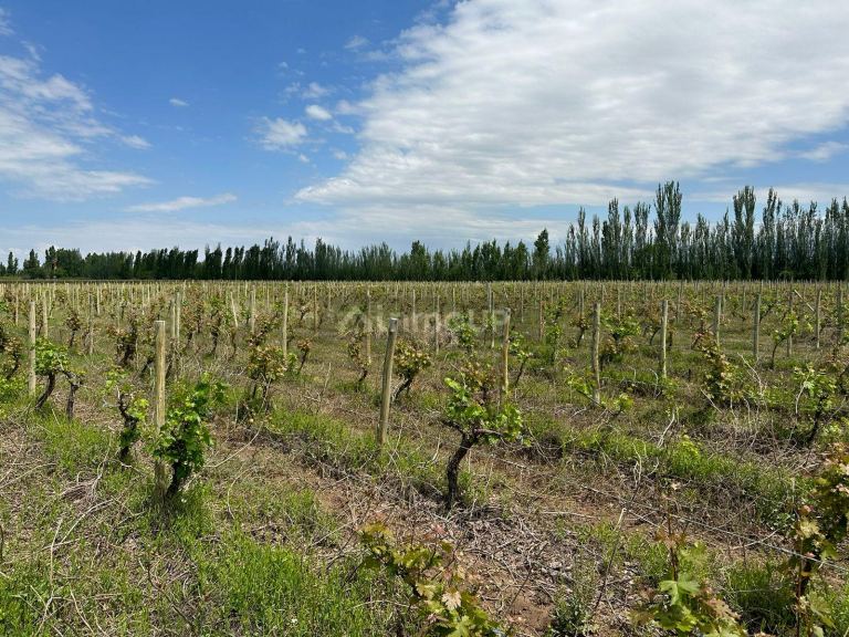 Finca en Venta en Lavalle, Mendoza
