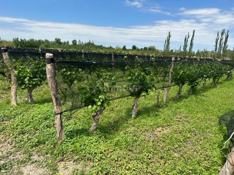Finca en Venta en Lavalle, Mendoza