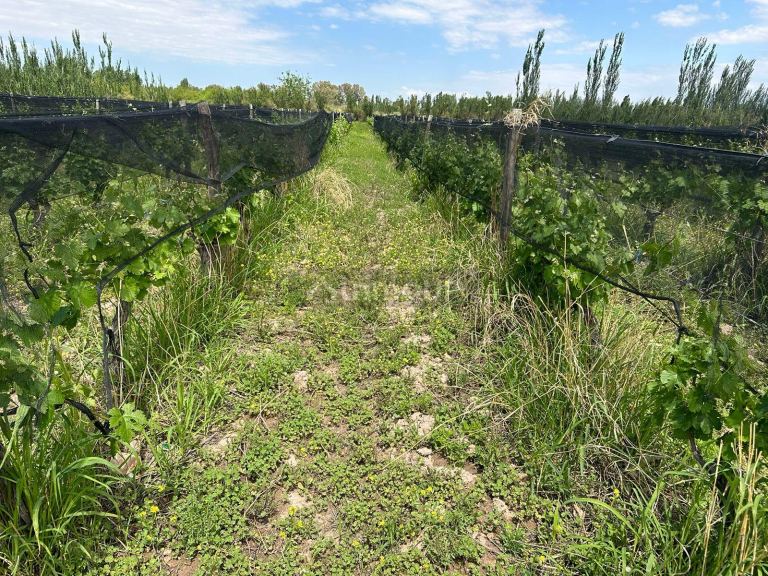 Finca en Venta en Lavalle, Mendoza