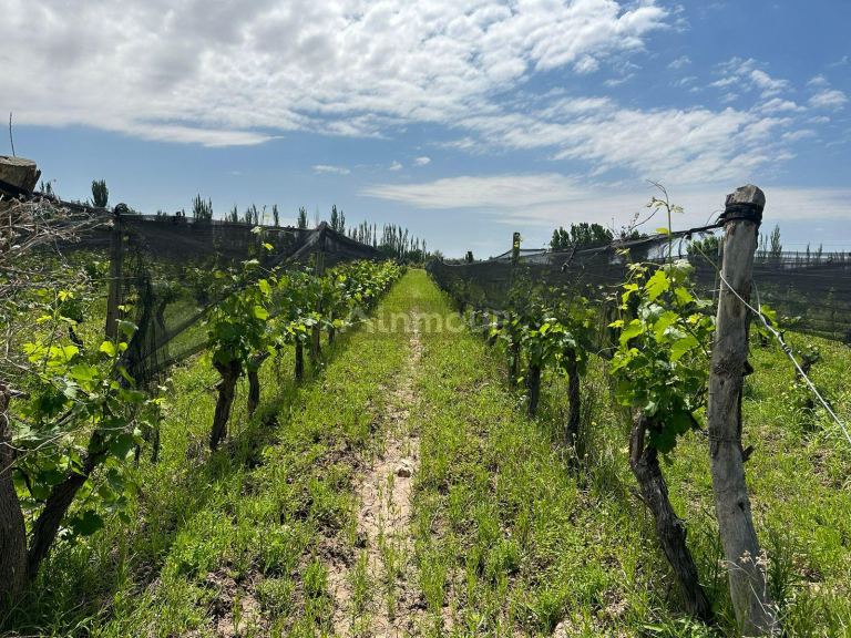 Finca en Venta en Lavalle, Mendoza
