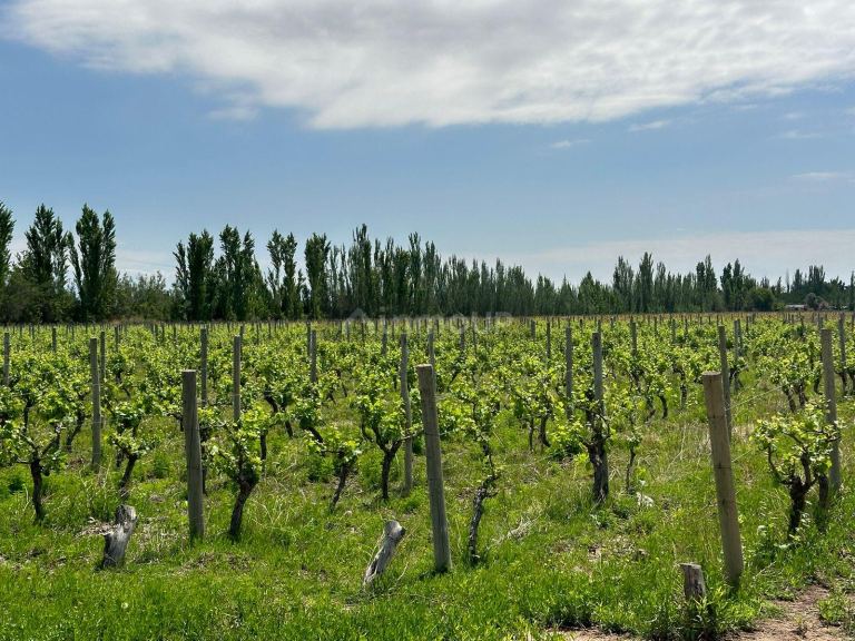 Finca en Venta en Lavalle, Mendoza