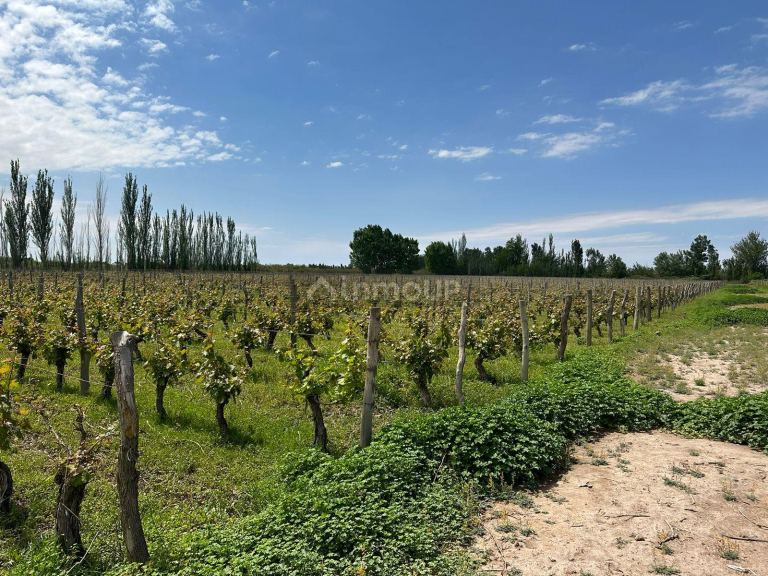 Finca en Venta en Lavalle, Mendoza