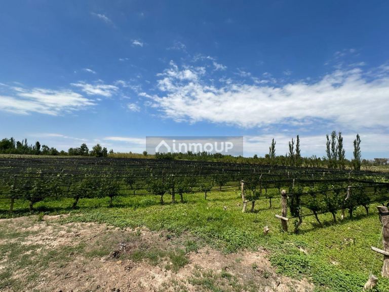 Finca en Venta en Lavalle, Mendoza