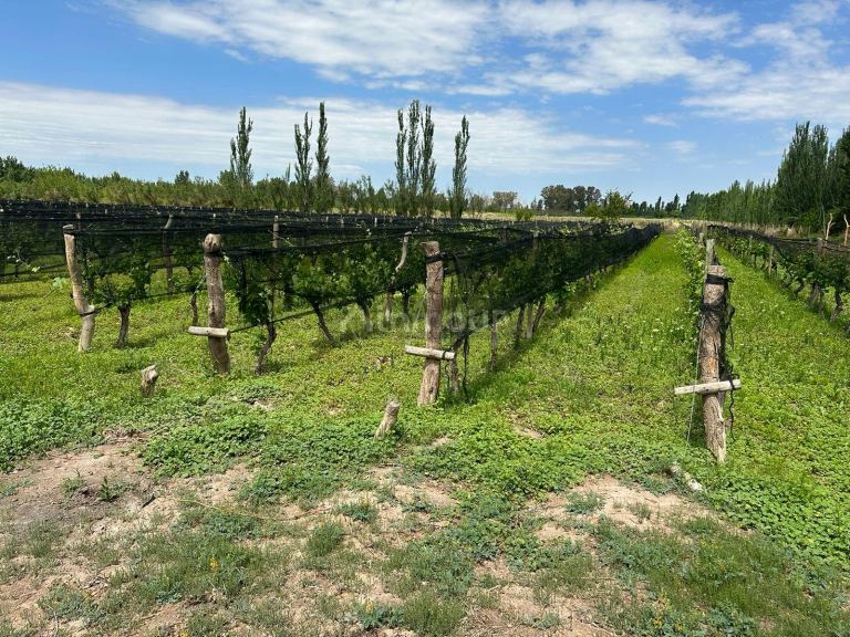 Finca en Venta en Lavalle, Mendoza